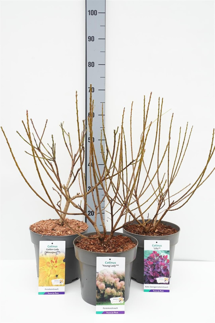 Pūkenis europinis MIX (Lot Cotinus cogg.)  2x6 'Golden Lady' & 'Lila' & 1x5 'Young Lady' C5/P23 80-100 CM
