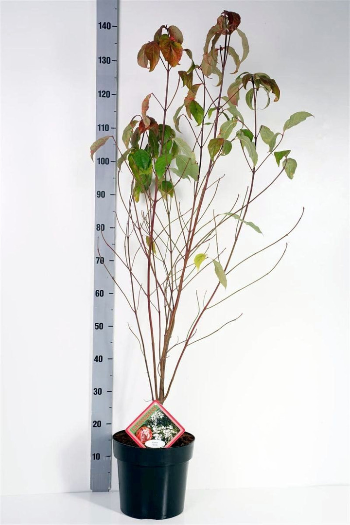 Sedula gausiažiedė (Lot Cornus florida)  C6,5/P24 80-100 CM