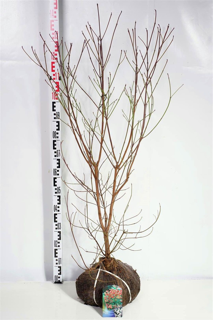 Sedula gausiažiedė (Lot Cornus florida)  100-125 CM RB