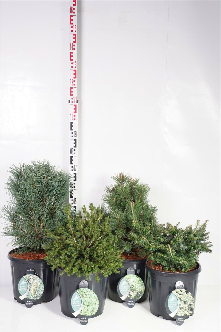 Spygliuočiai MIX (Lot Conifers in)  C13 40-50 CM