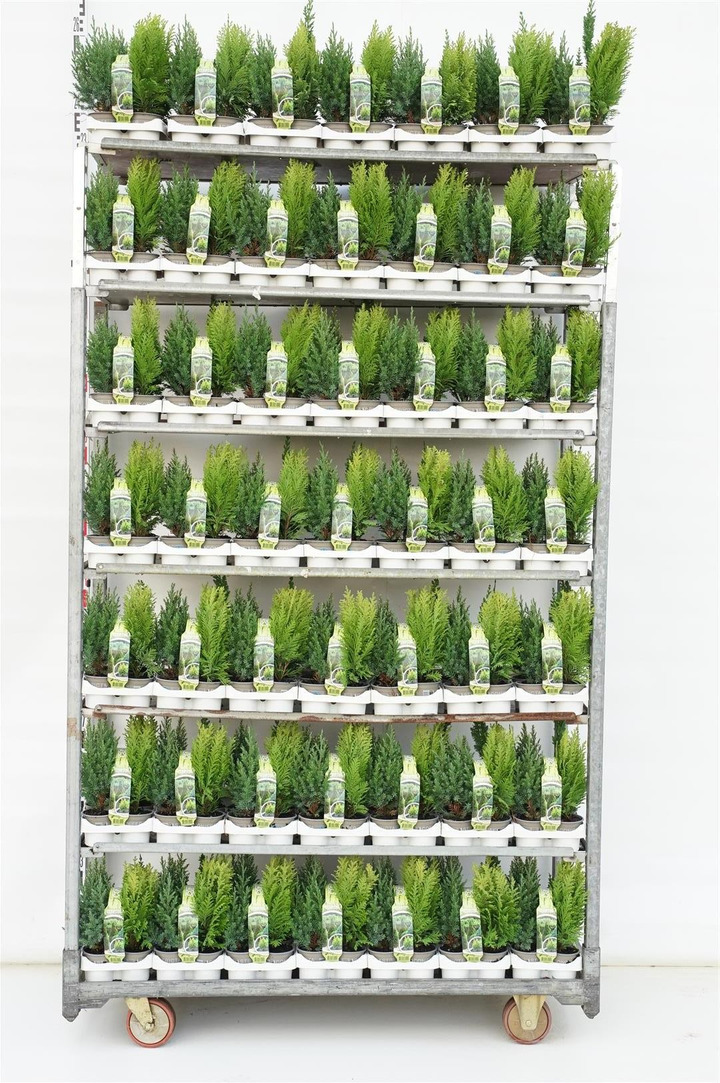 Spygliuočiai MIX (Lot Conifers in)  MIX 4-PACK