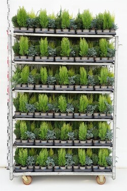Spygliuočiai MIX (Lot Conifers in)   P9 JAUNI AUGALAI 20-25CM
