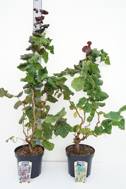 Lapuočiai MIX (Lot Corylus in)   5x1 'Contorta' & 7x1 'Red Majestic' C7,5/P26 80-100 CM