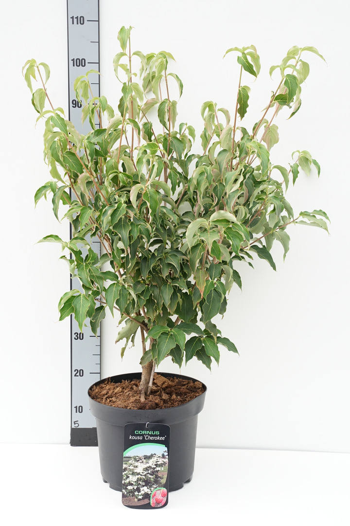 Sedula japoninė (Lot Cornus kousa) 'Cherokee' C10 50-60 CM