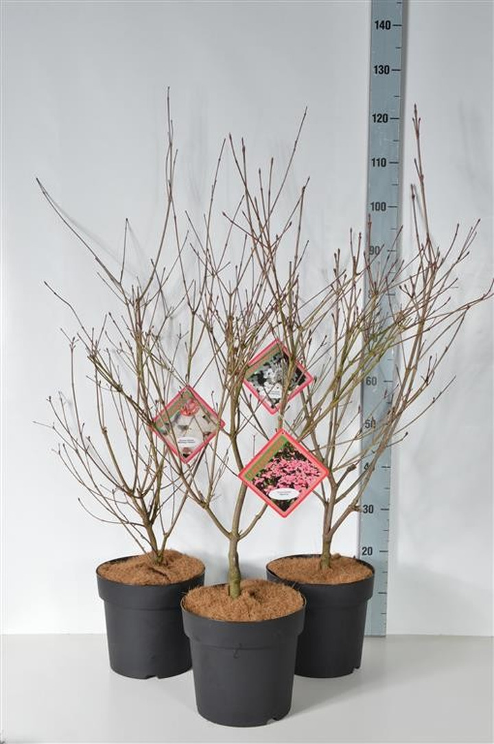 Sedula japoninė MIX (Lot Cornus kousa)  3x5 kousa 'Beni-fuji', ' Robert Select' & 'Sluis Sim' C6,5/P24 60-80 CM