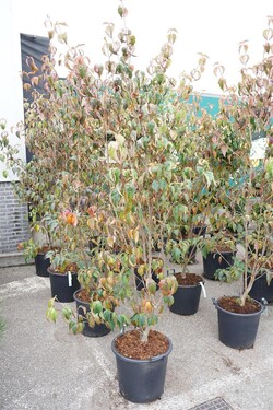 Sedula japoninė (Lot Cornus kousa) 'Milky Way' C30 150-175CM EXTRA - nuotrauka 2