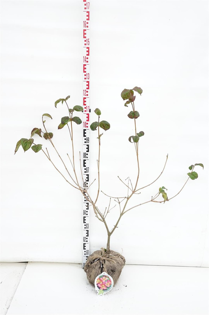 Sedula japoninė (Lot Cornus kousa) 'Satomi' RB 60-80 CM