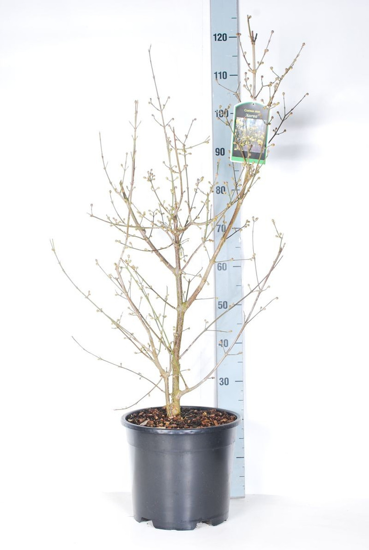 Sedula geltonžiedė (Lot Cornus mas) 'Aurea' C12 60-80 CM