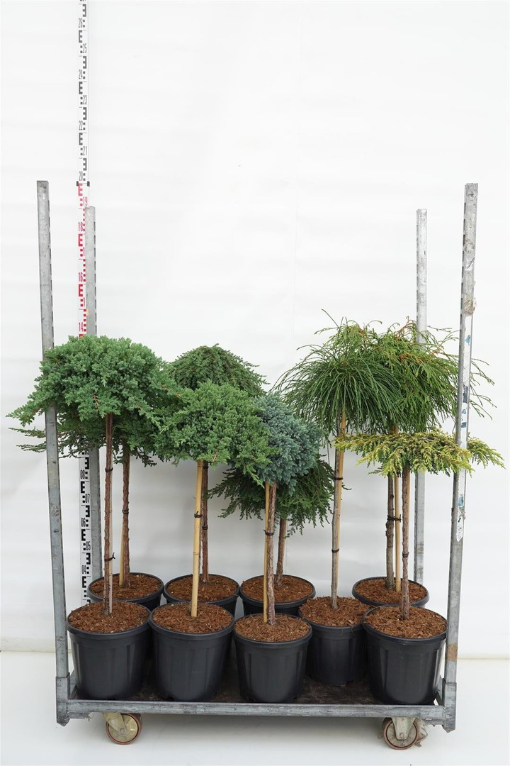 Spygliuočių MIX (Lot Conifers in)  MIX STIEBINIŲ 14x Juniperus & 4x Thuja in cultivars (60 CM & 80 CM STIEBAS C10/C15)