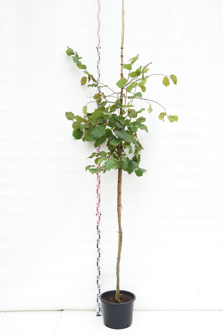 Lazdynas (Lot Corylus) 'Nocchione' C25 KAMIENO APIMTIS 8-10 CM STANDARD