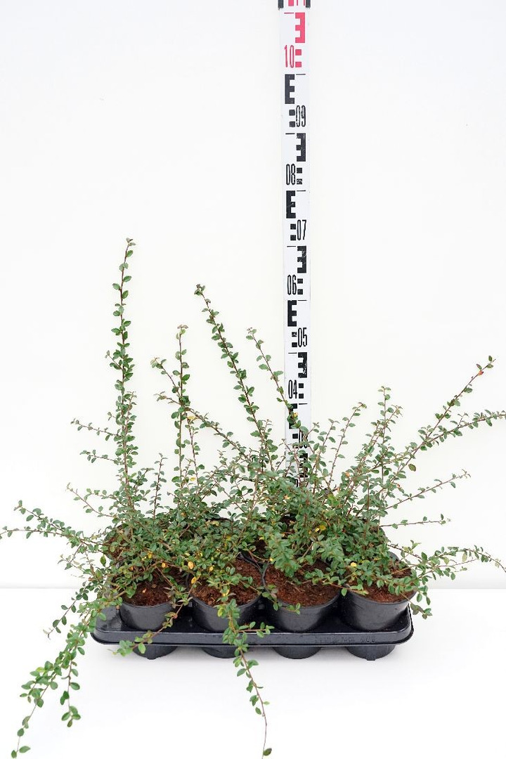Kaulenis švedinis (Lot Cotoneaster suec.) 'Coral Beauty' C1/P13