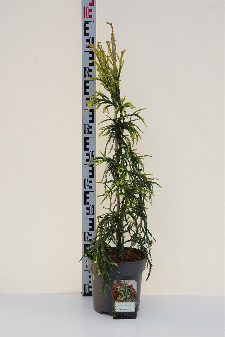 Kriptomerija japoninė (Lot Cryptomeria j.) 'Kyara Gold' C5/P23 80-100 CM