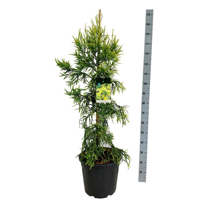 Kriptomerija japoninė (Lot Cryptomeria j.) 'Kyara Gold' C30 100-125CM EXTRA
