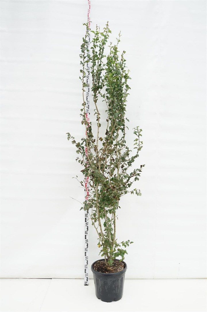 Gudobelė vienapiestė (Lot Crataegus monogyna)  C30 200-250 CM