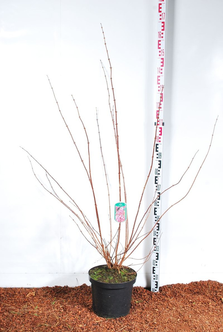 Deucija (Lot Deutzia hybrida) 'Strawberry Fields' C10 100-125 CM