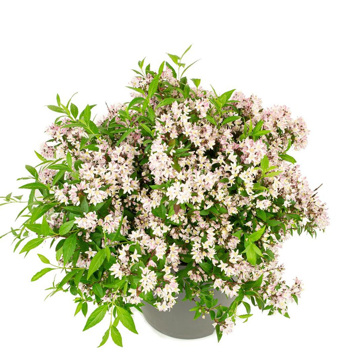 Deucija Million (Lot Deutzia Million) 'Pink Carpet' C3/P19 20-25 CM