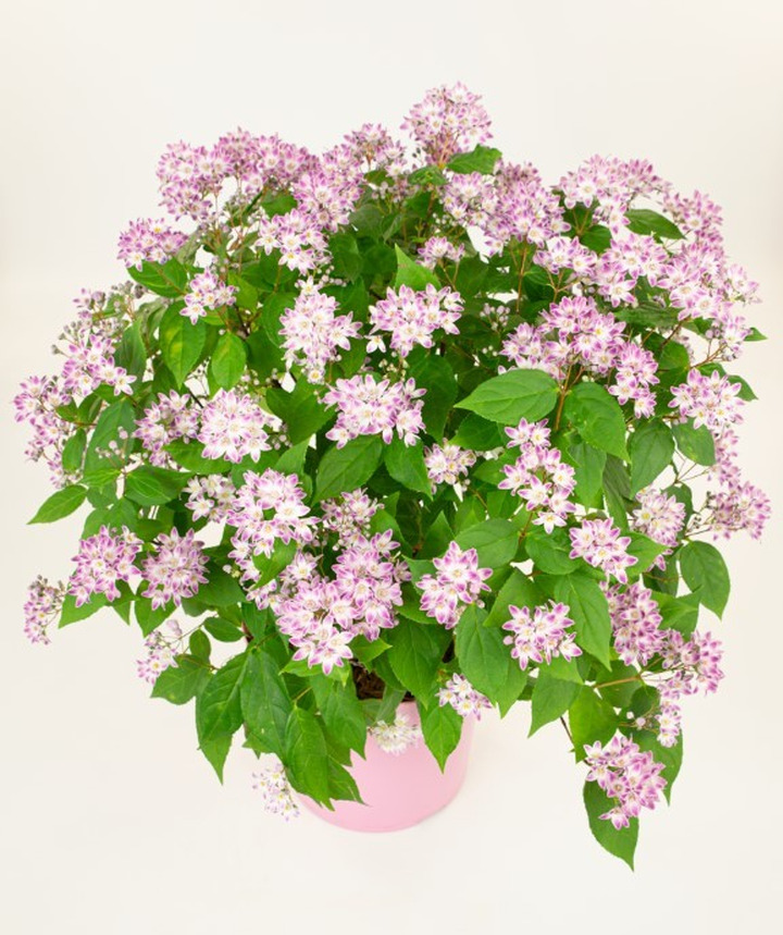 Deucija Million (Lot Deutzia Million) 'Pink Cloud' C3/P19 20-25 CM