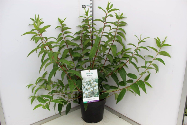 Deucija pulchra (Lot Deutzia pulchra)  C5/P23 50-60 CM