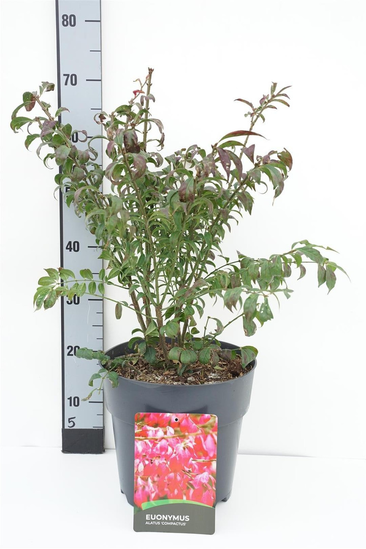 Ožekšnis sparnuotasis (Lot Euonymus alatus) 'Compactus' C10 50-60 CM