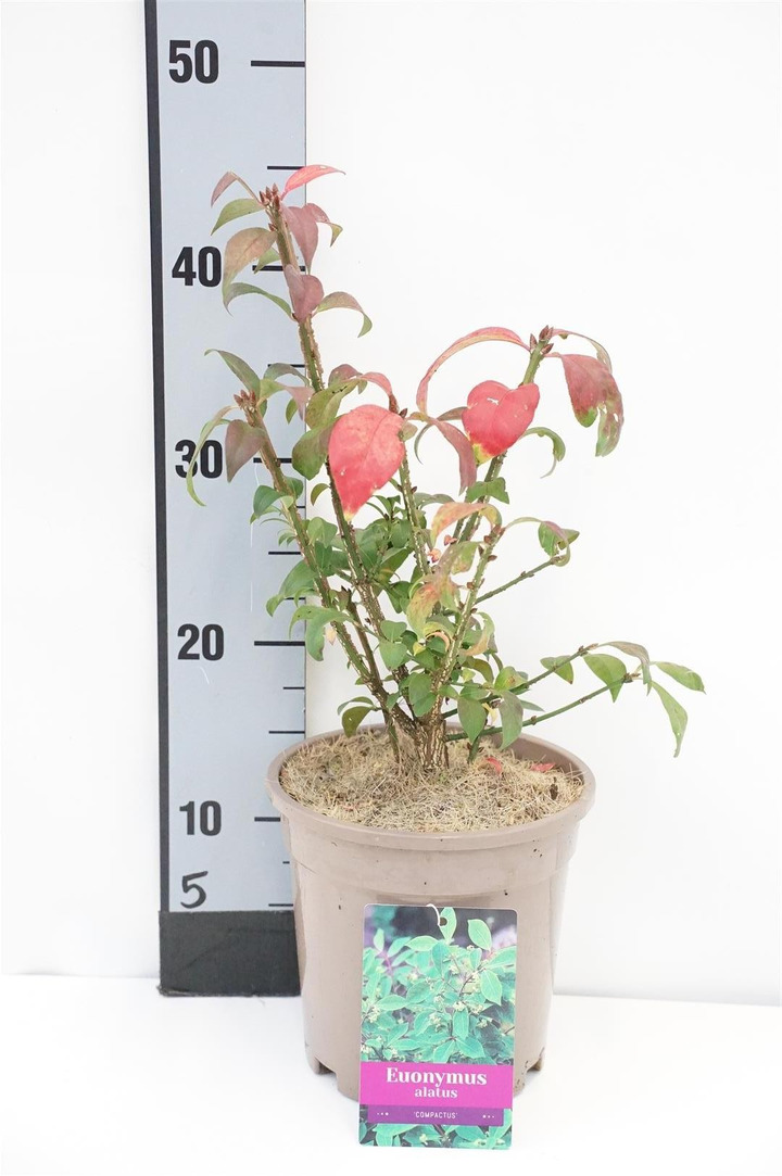 Ožekšnis sparnuotasis (Lot Euonymus alatus) 'Compactus' C2/P17 25/+ CM