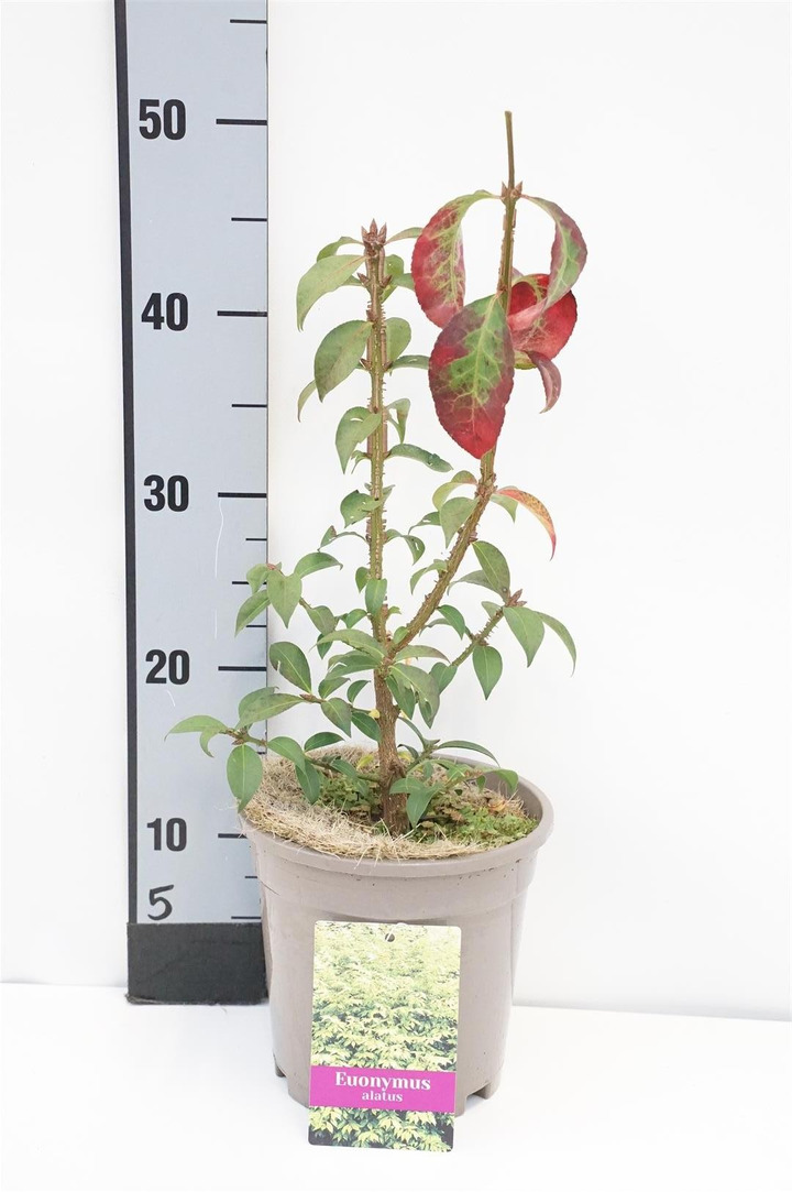 Ožekšnis sparnuotasis (Lot Euonymus alatus)  C2/P17 30-40 CM
