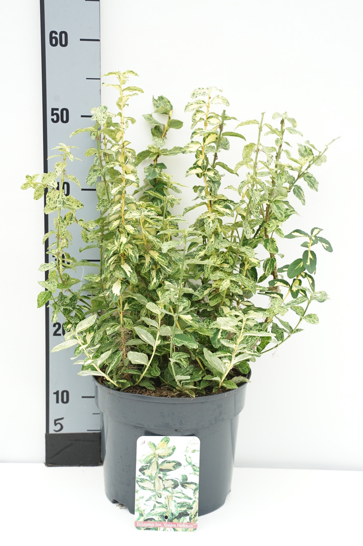 Ožekšnis fortūno (Lot Euonymus fort.) 'Golden Harlequin' C5/P23 25-30 CM