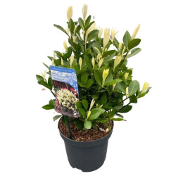 Japoninis ožekšnis (Lot Euonymus jap.) 'Himalaya' C3/P19 25-30 CM - nuotrauka 2