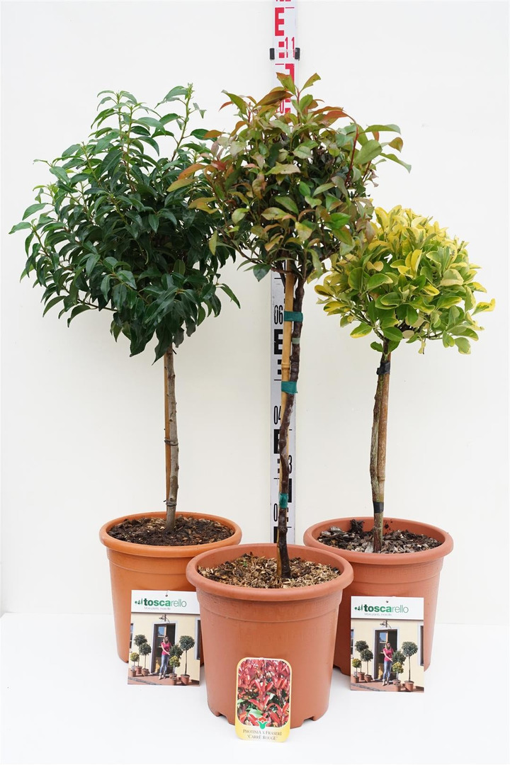 Visžaliai krūmai MIX (Lot Evergreen Shrubs)  MIX STIEBINIŲ C9 2x5 Euonymus, 2x4 Ph. Pink Marble & C.Rouge, 5x Ph. Red Robin, 5x 