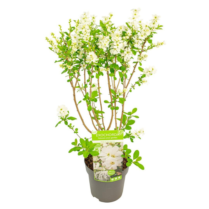 Egzochorda stambiažiedė (Lot Exochorda rac.) 'Magical Springtime' C3/P19 20-25 CM