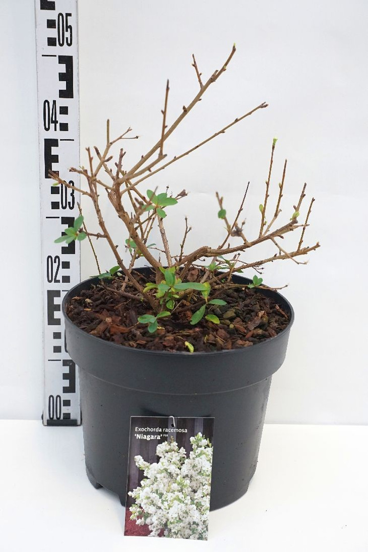 Egzochorda stambiažiedė (Lot Exochorda rac.) 'Niagara' C10 50-60 CM