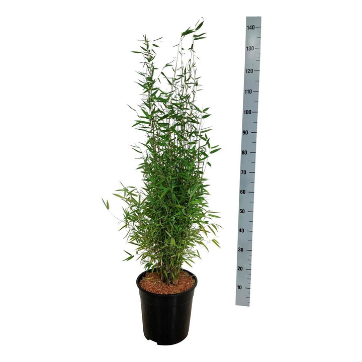 Bambukaitis (Lot Fargesia) 'Red Dragon' C10 100-125 CM