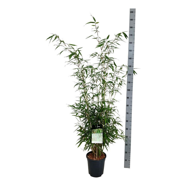 Bambukaitis rob. (Lot Fargesia rob.) 'Tauro' C6,5/P24 100-125 CM