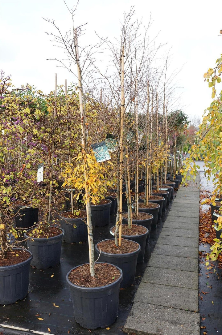 Bukas paprastasis (Lot Fagus syl.) 'Aspleniifolia' C55 200-225 CM EXTRA