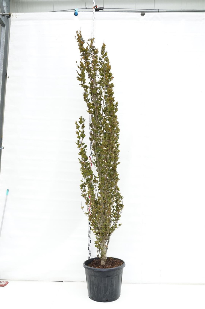 Bukas paprastasis (Lot Fagus syl.) 'Dawyck Purple' C90 300-350 CM