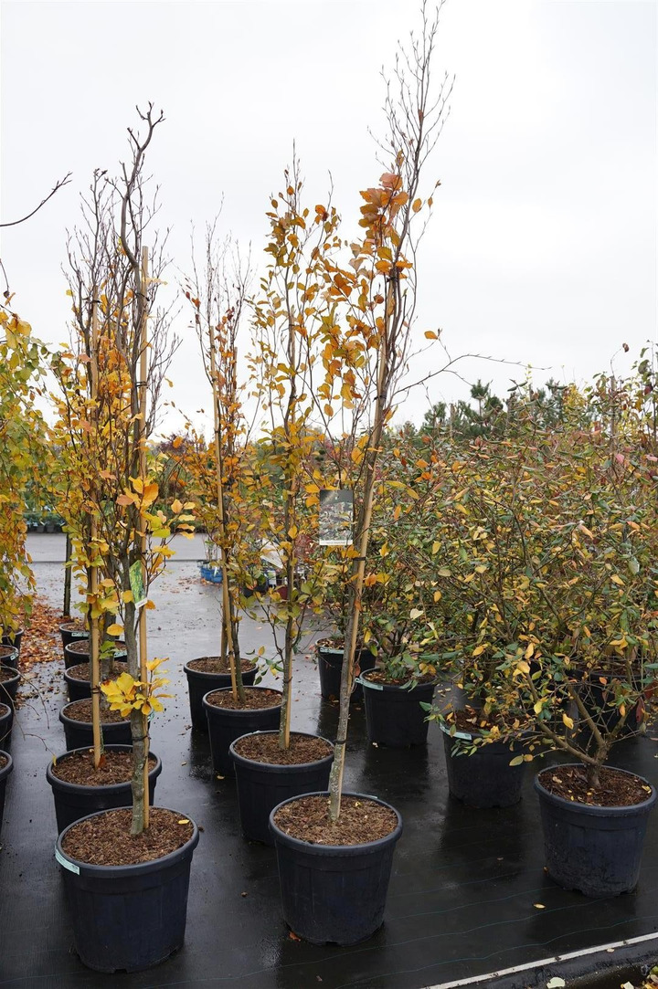Bukas paprastasis (Lot Fagus syl.) 'Dawyck Purple' C55 225-250 CM EXTRA