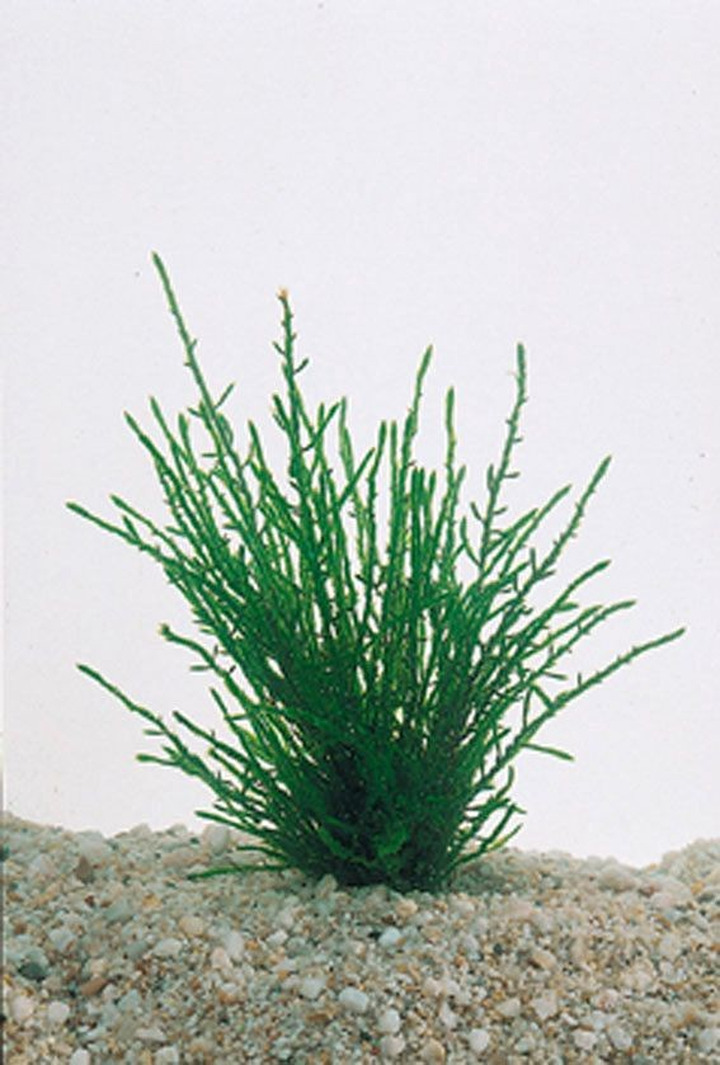 Fontinalis antipyretica (Lot Fontinalis antipyretica)