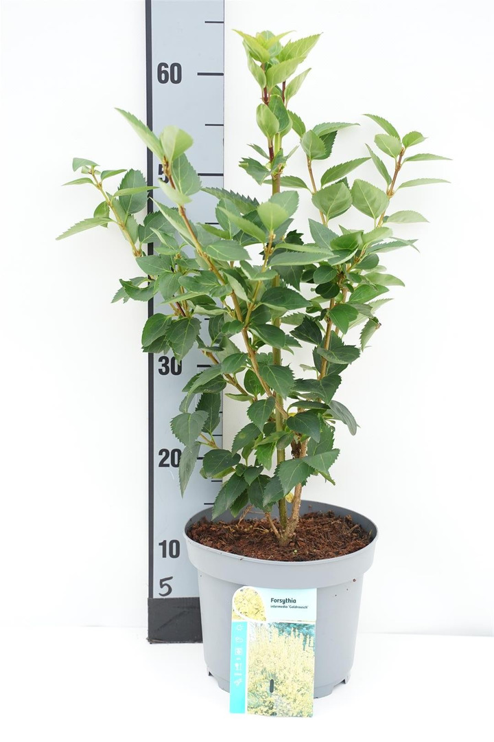 Forsitija tarpinė (Lot Forsythia int.) 'Goldrausch' C3/P19 30-40 CM