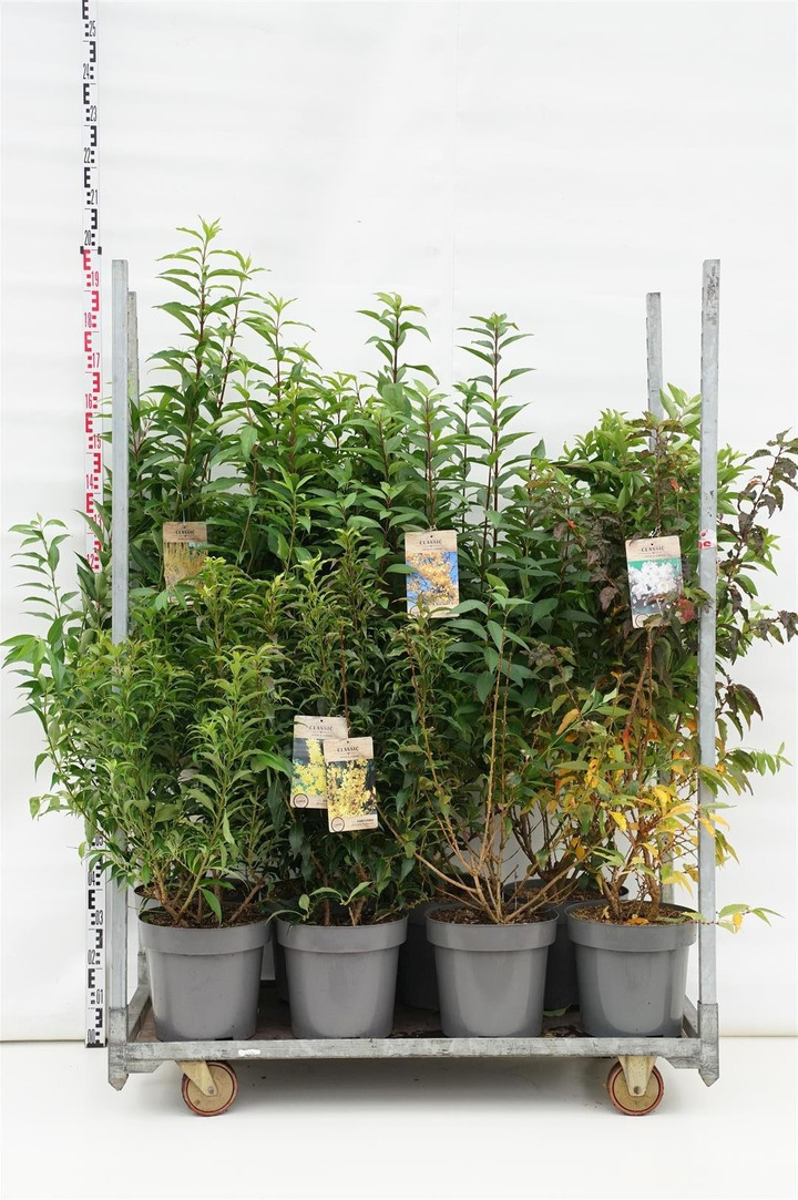 Forsitija tarpinė MIX (Lot Forsythia in)  C12 80-100 CM 4x4 'Spectabilis', 'Week-End', 'Goldrausch' & 'Mikador'