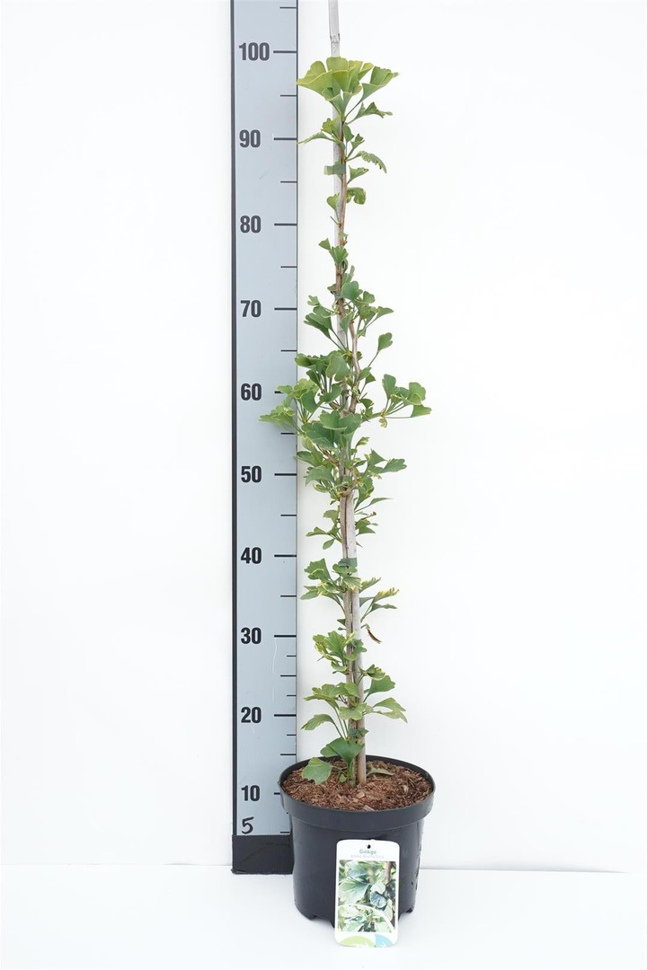Ginkmedis dviskiautis (Lot Ginkgo biloba) 'Beijing Gold' C3/P19 80-100 CM