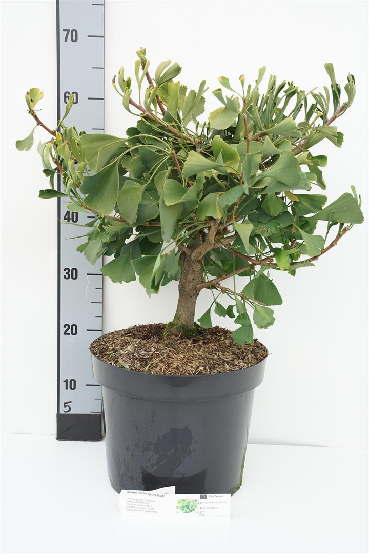 Ginkmedis dviskiautis (Lot Ginkgo biloba) 'Grove High' C10 40-50 CM