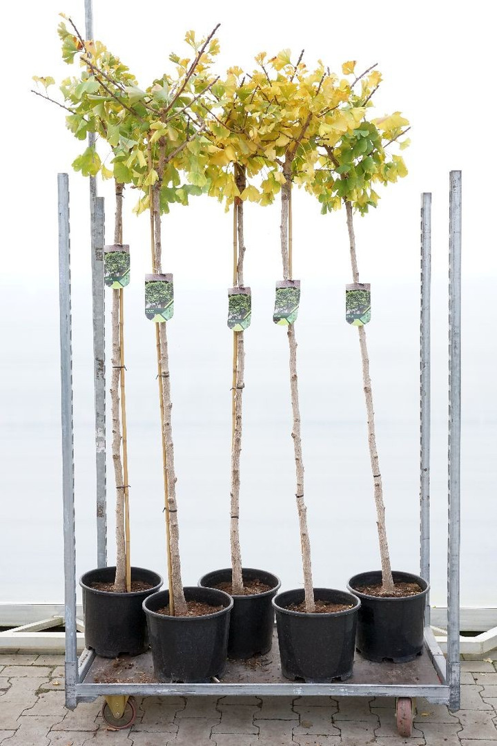 Ginkmedis dviskiautis (Lot Ginkgo bil.) 'Marieke' C15 STIEBAS 180 CM KAMIENO APIMTIS 8-10 CM