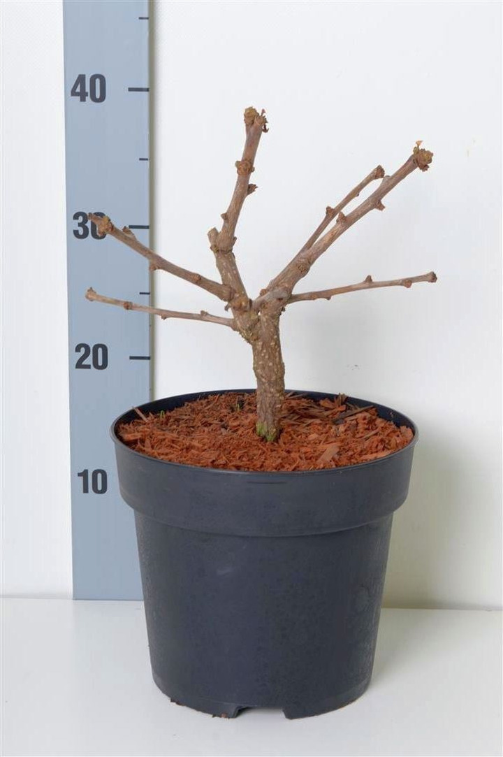 Ginkmedis dviskiautis (Lot Ginkgo biloba) 'Mariken' C4/P21 20-30 CM