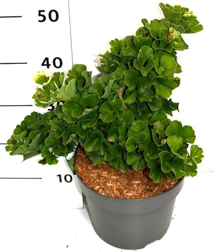 Ginkmedis dviskiautis (Lot Ginkgo biloba) 'Troll' C7,5/P26 30-40 CM