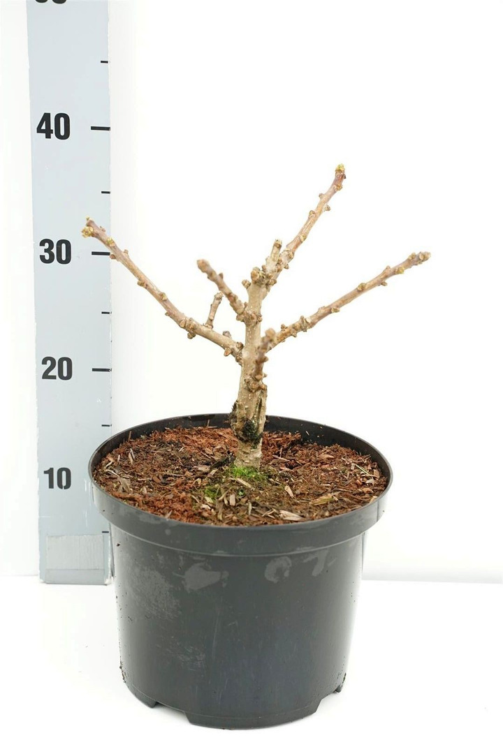 Ginkmedis dviskiautis (Lot Ginkgo biloba) 'Troll' C5/P23 25-30 CM