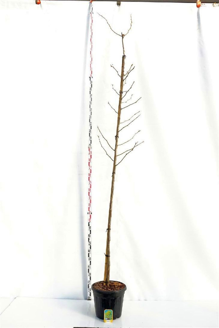 Gledičija tridyglė (Lot Gleditsia triac.) 'Sunburst' C30 KAMIENO APIMTIS 10-12 CM STANDARD