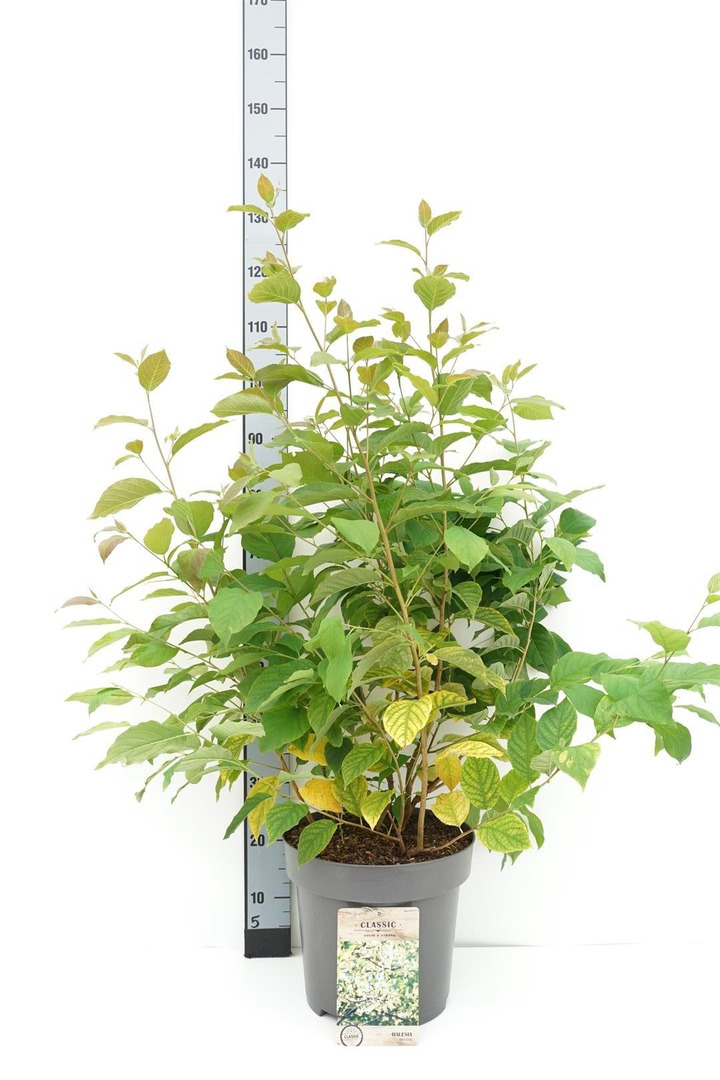 Smulkiažiedis skambenis (Lot Halesia carolina)  C12 60-100 CM