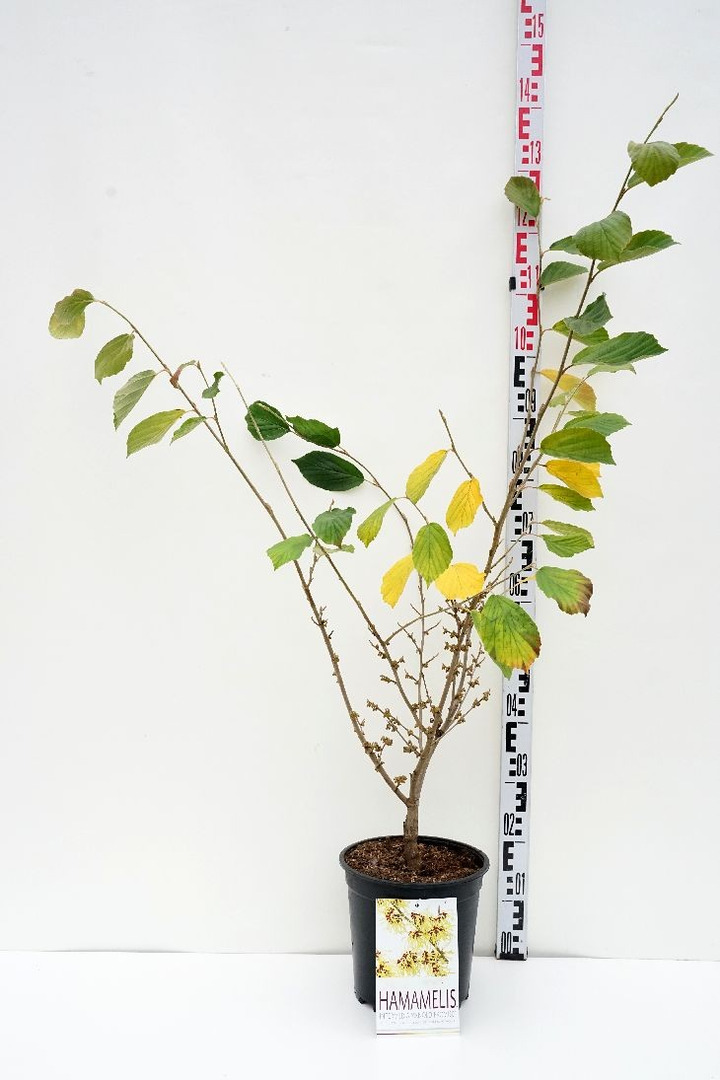 Hamamelis tarpinis (Lot Hamamelis int.) 'Arnold Promise' C5/P23 60/+ CM