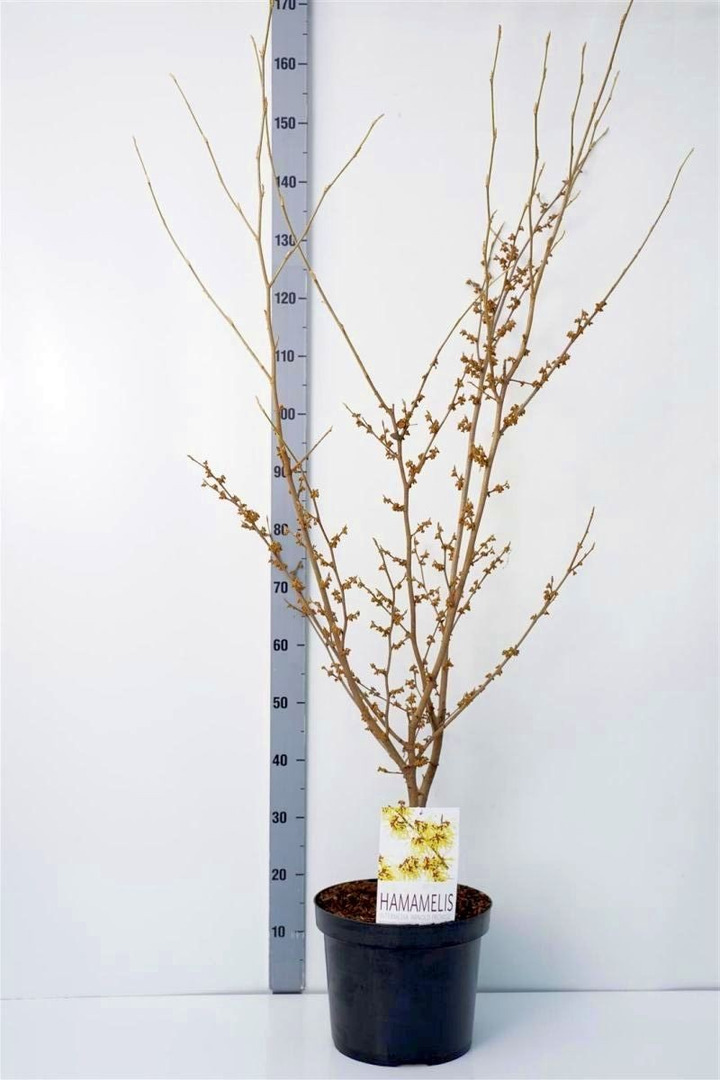 Hamamelis tarpinis (Lot Hamamelis int.) 'Arnold Promise' C10 100/+ CM.