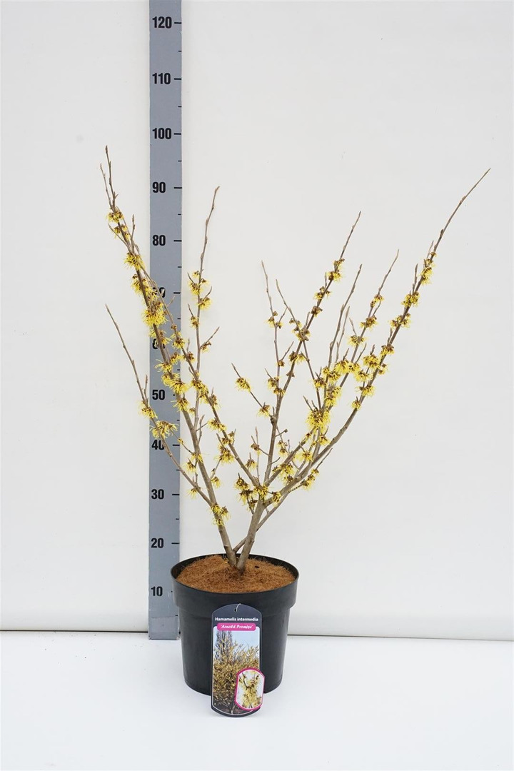 Hamamelis tarpinis (Lot Hamamelis int.) 'Arnold Promise' C6,5/P24 60-80 CM