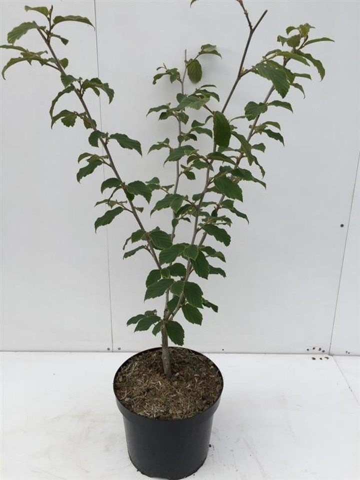 Hamamelis tarpinis (Lot Hamamelis int.) 'Feuerzauber' C10 100/+ CM.